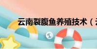 云南裂腹魚養殖技術(云南裂腹魚)