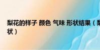 梨花的樣子 顏色 氣味 形狀結果(梨花的樣子 顏色 氣味 形狀)