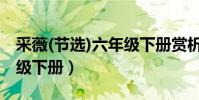 采薇(節選)六年級下冊賞析(采薇(節選)六年級下冊)