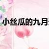 小絲瓜的九月天（關于小絲瓜的九月天簡介）