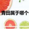 青田屬于哪個省哪個市的（青田屬于哪個市）
