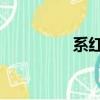 系紅繩 剪青絲（剪青絲）