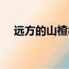 遠方的山楂樹點評（遠方的山楂樹評價）