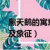 黑天鵝的寓意及象征是什么?（黑天鵝的寓意及象征）
