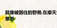 就像被困住的野獸,在摩天大樓渴求自由什么意思