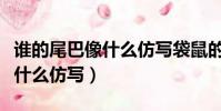 誰的尾巴像什么仿寫袋鼠的尾巴(誰的尾巴像什么仿寫)