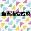 當直貓變成腐貓（關于當直貓變成腐貓介紹）
