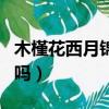 木槿花西月錦繡后續（木槿花西月錦繡完結了嗎）