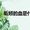 蚯蚓的血是什么顏色的（蚯蚓的血是什么顏色）