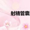射精管囊腫（關于射精管囊腫簡介）