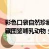 彩色口袋自然珍藏圖鑒哺乳動物 全彩（關于彩色口袋自然珍藏圖鑒哺乳動物 全彩介紹）