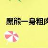 黑熊一身粗肉描寫的是誰（黑熊一身粗肉）