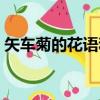 矢車菊的花語和寓意是什么（矢車菊的花語）
