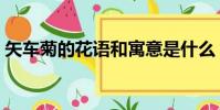 矢車菊的花語和寓意是什么(矢車菊的花語)
