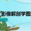 影像解剖學圖解（關于影像解剖學圖解介紹）