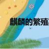 麒麟的繁殖期怎么沒了（麒麟的繁殖期）