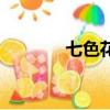 七色花連鎖（七色花加盟店）