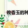 晚香玉的種植方法和時間（晚香玉txt）