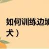 如何訓練邊境牧羊犬上馬（如何訓練邊境牧羊犬）
