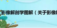 影像解剖學圖解(關于影像解剖學圖解介紹)