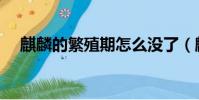 麒麟的繁殖期怎么沒了(麒麟的繁殖期)
