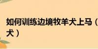 如何訓練邊境牧羊犬上馬(如何訓練邊境牧羊犬)
