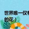 世界唯一僅有的花smap（smap 世界上唯一的花）