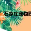 石家莊寵物園買的狗貴嗎（石家莊寵物園）
