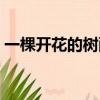 一棵開花的樹配樂知乎（一棵開花的樹配樂）