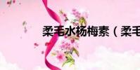 柔毛水楊梅素(柔毛水楊梅)