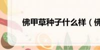佛甲草種子什么樣(佛甲草種子)