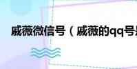 戚薇微信號(戚薇的qq號是多少 要真的)