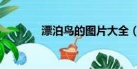 漂泊鳥的圖片大全(漂泊鳥)