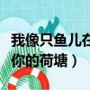 我像只魚兒在你的荷塘讀后感（我像只魚兒在你的荷塘）