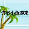 許多小魚游來了音樂教案（許多小魚游來了）