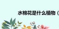 水棉花是什么植物(水棉花)