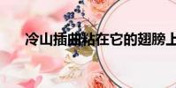 冷山插曲粘在它的翅膀上(冷山插曲)