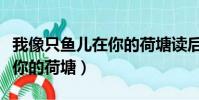 我像只魚兒在你的荷塘讀后感(我像只魚兒在你的荷塘)