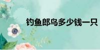 釣魚郎鳥多少錢一只(釣魚郎)