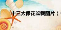 十三太保花盆栽圖片(十三太保花)