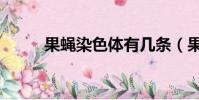 果蠅染色體有幾條(果蠅染色體)
