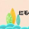 紅毛小q明信片（紅毛小q）