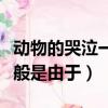 動物的哭泣一般是由于悲傷嗎（動物的哭泣一般是由于）