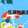 蓮藕的英語單詞是什么（蓮藕的英文）