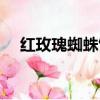 紅玫瑰蜘蛛飼養（火玫瑰蜘蛛飼養方法）