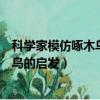 科學家模仿啄木鳥頭部發明了安全帽（安全帽的發明受啄木鳥的啟發）