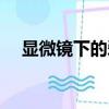 顯微鏡下的愛情簡譜（顯微鏡下的愛情）