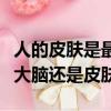 人的皮膚是最大的器官嗎（人體最大的器官是大腦還是皮膚）