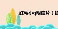 紅毛小q明信片(紅毛小q)