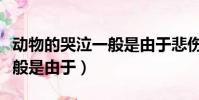 動物的哭泣一般是由于悲傷嗎(動物的哭泣一般是由于)